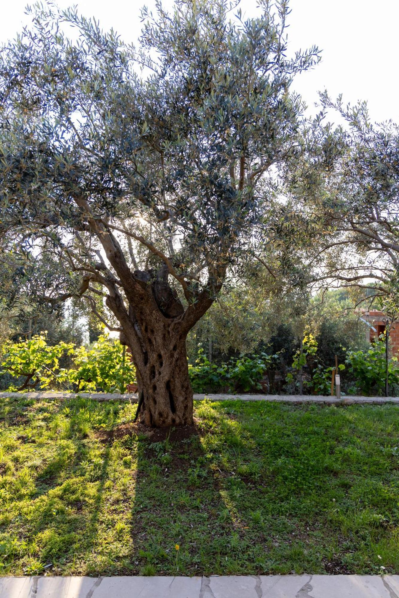 Residence Vukovic, Rezevici Buitenkant foto